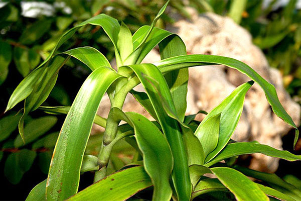 Golden mustache in folk medicine