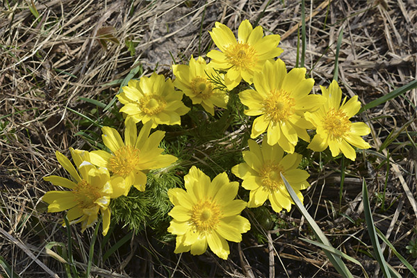 Adonis in folk medicine