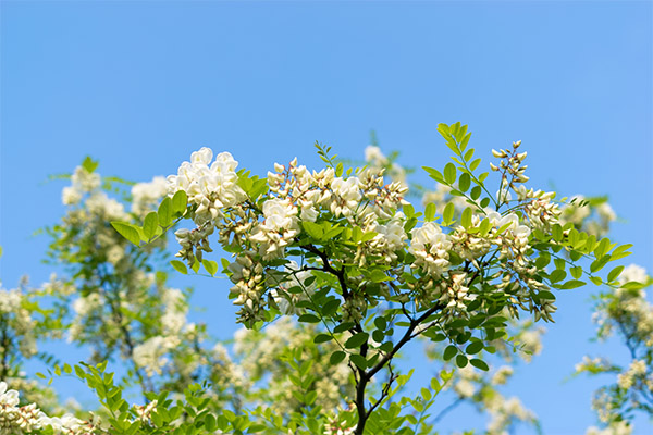 Acacia