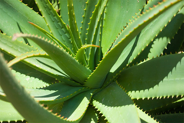 Aloe v tradičnej medicíne