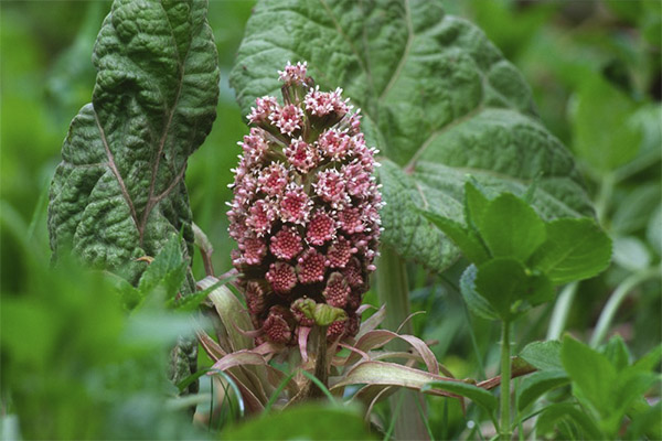 Butterbur in folk medicine