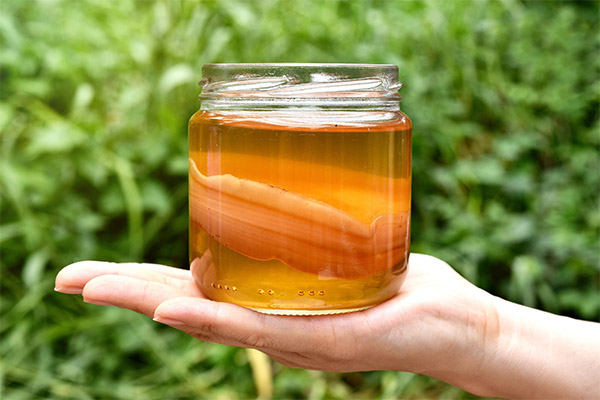 Tea mushroom in medicine