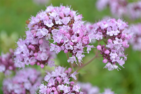 oregano in folk medicine