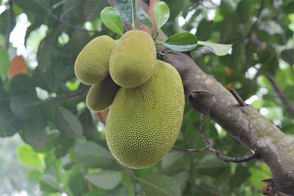 Jackfruit medicinoje