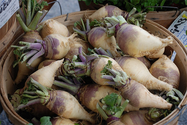 Faits intéressants sur le rutabaga