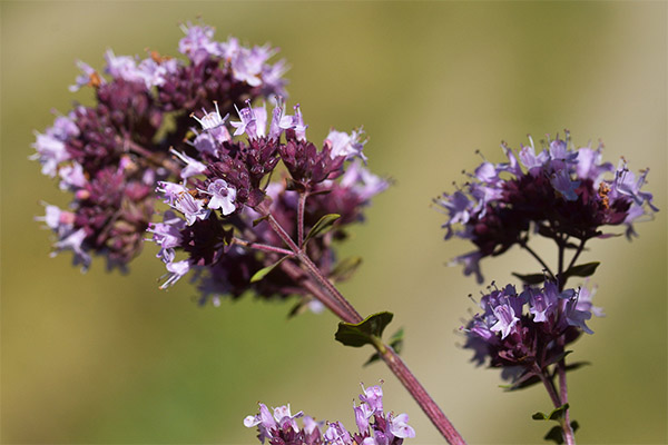 Interesting facts about oregano