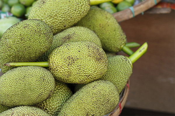 Jackfruit faktai