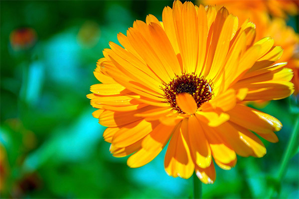 Calendula in traditional medicine