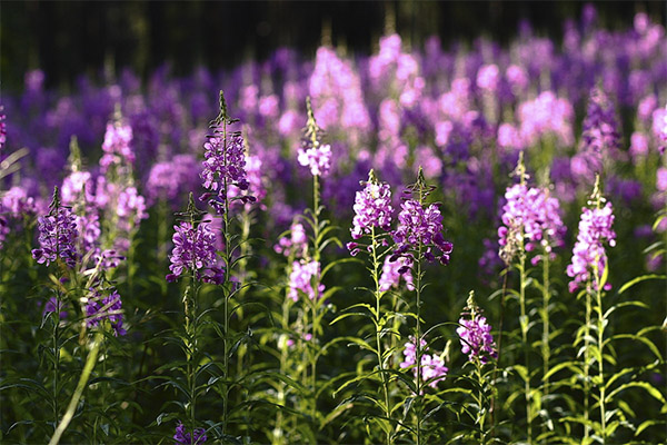 Kieper (willow-herb) in folk medicine