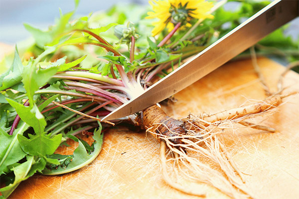 Dandelion root in cooking