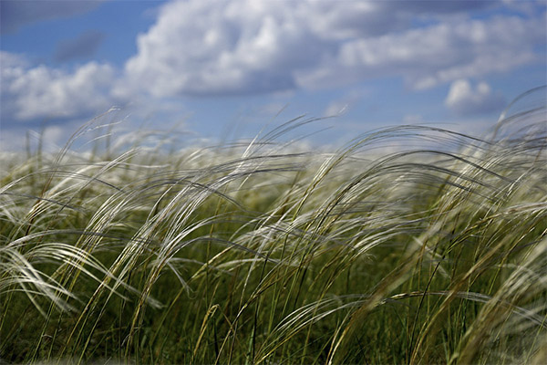 Feather-grass în medicina tradițională