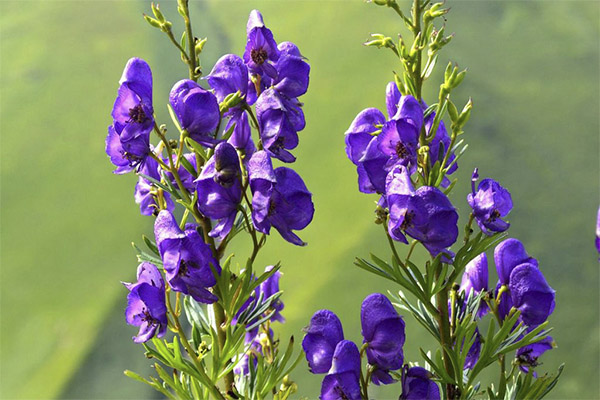 Therapeutic properties of Aconite