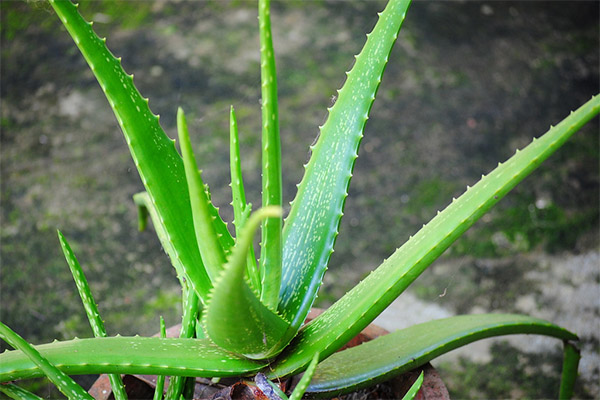 Therapeutic properties of aloe