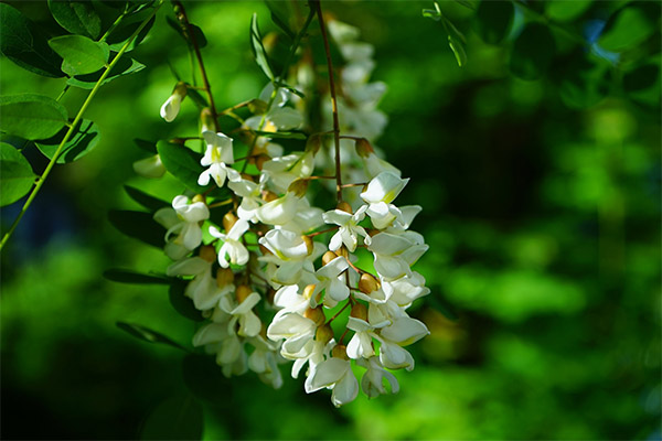 Therapeutic Properties of White Acacia