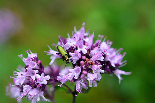 Oregano ārstnieciskās īpašības