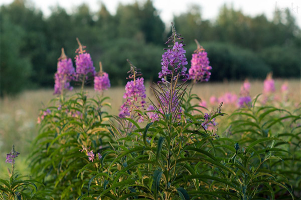 Therapeutic properties of Ivan-tea