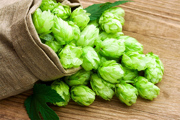 Therapeutic Properties of Hop Cones