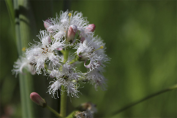 Therapeutic properties of the three-leaf clover