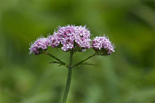 Therapeutic properties of valerian