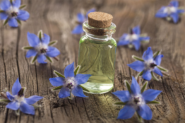 Borago Oil