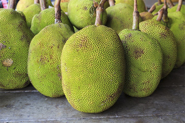 Jackfruit priekšrocības