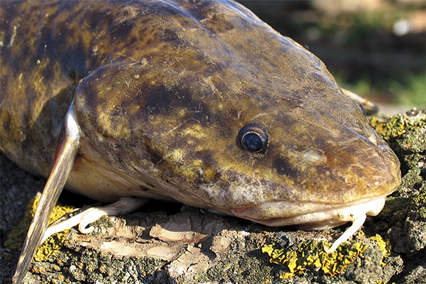 Useful properties of burbot