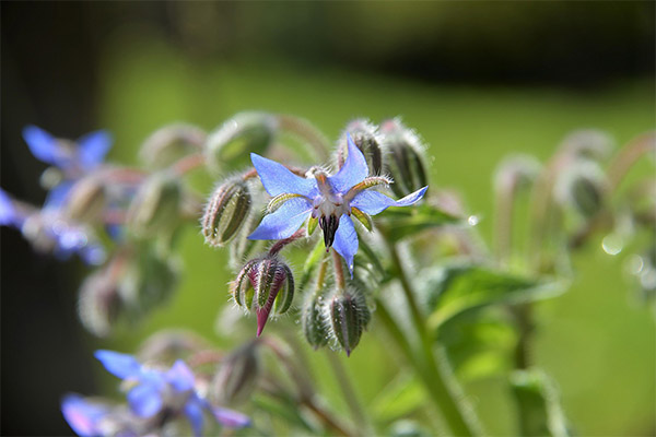 Noderīgas borage herb īpašības