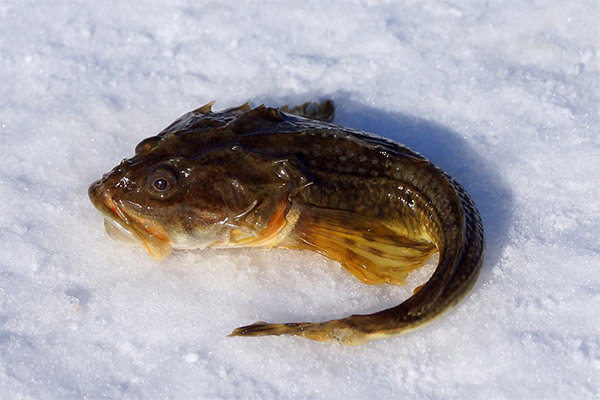 Gobijų nauda ir žala