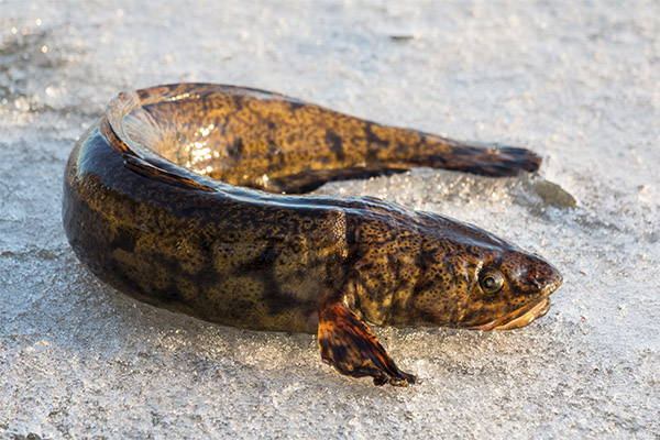 Utilitate și daune burbot