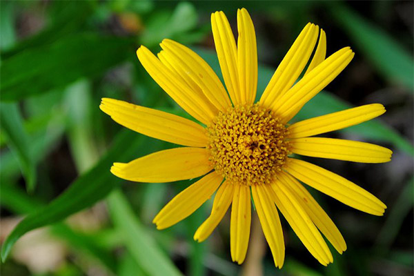 Arnica Aplicații cosmetice