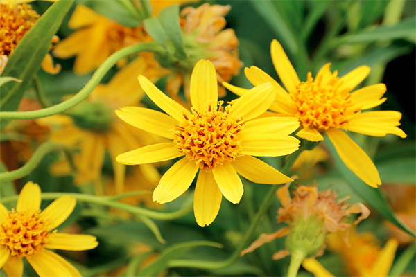 The use of arnica in folk medicine