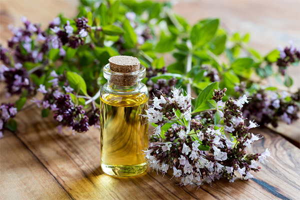 Using oregano in cosmetology