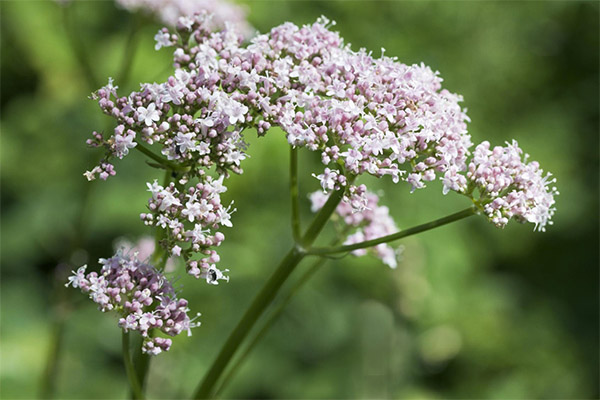 Valerian application in cooking