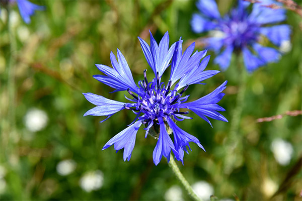 Cornflower use in cosmetology