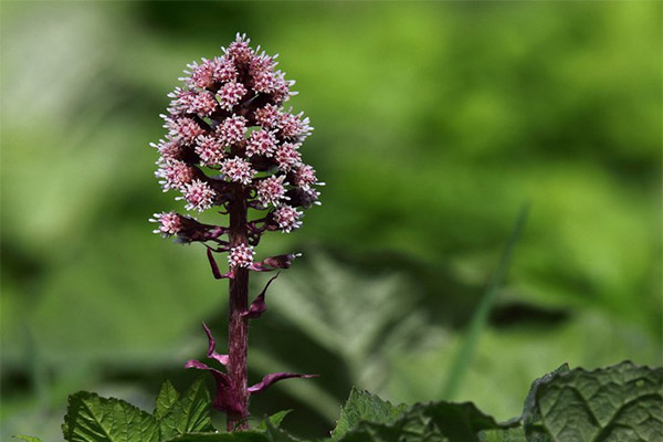 Kontraindikácie používania butterbur