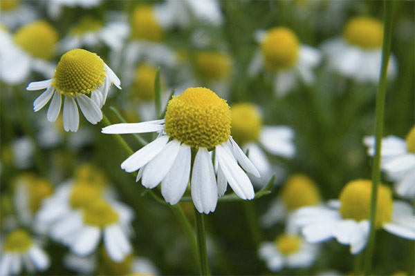 Chamomile in folk medicine