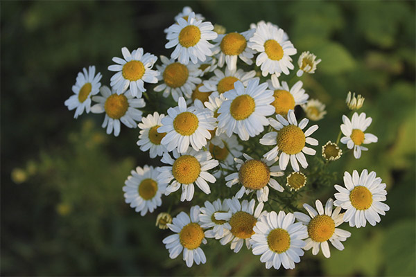 Chamomile