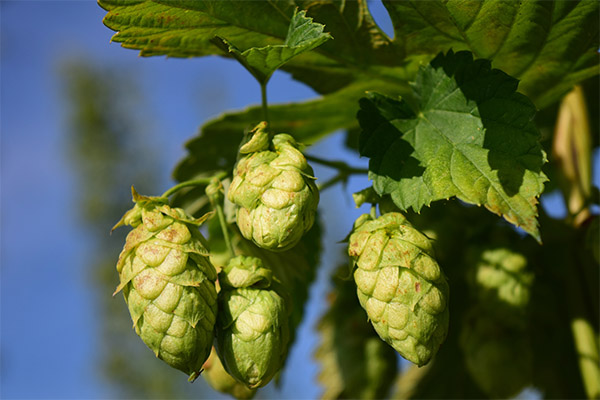 Hop cones in traditional medicine