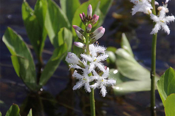 Trīslapu faba faba tradicionālajā medicīnā