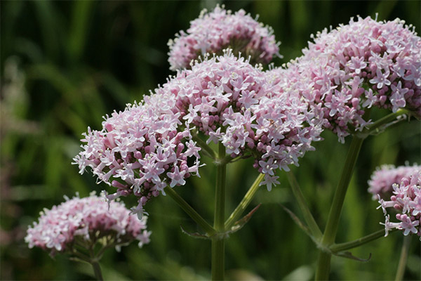 Valerian in folk medicine