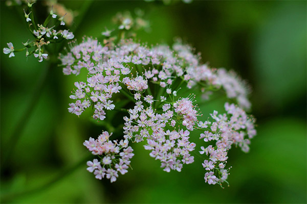 Valerian