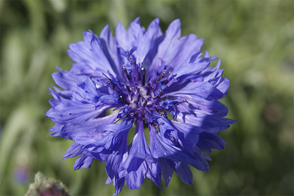 Cornflower in folk medicine