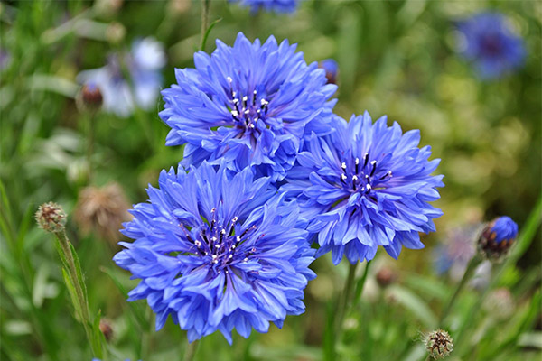 Cornflower