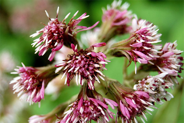 Tipuri de formulări medicinale cu butterbur