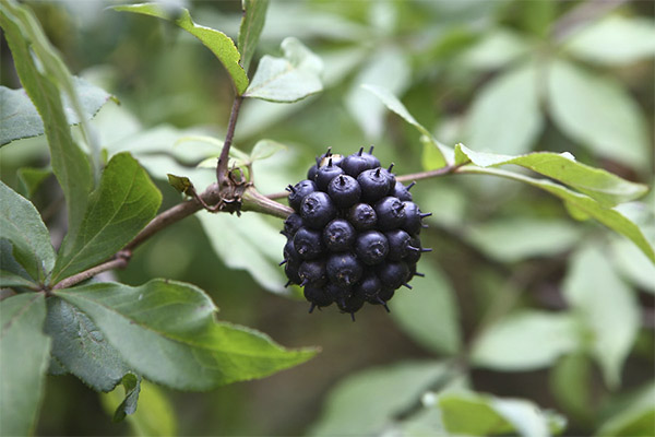 Kinds of medicinal compositions with eleuthero