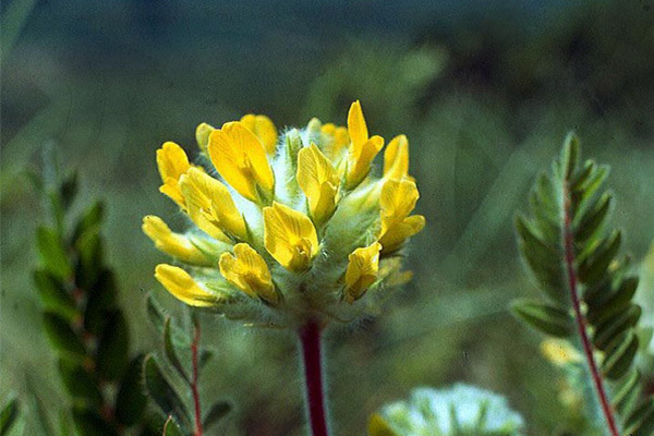 Astragalus v ľudovom liečiteľstve