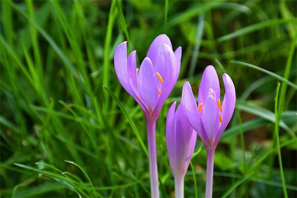 Florescencia v ľudovom liečiteľstve