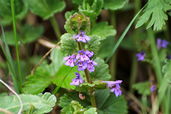 Hydrangea ivy in folk medicine