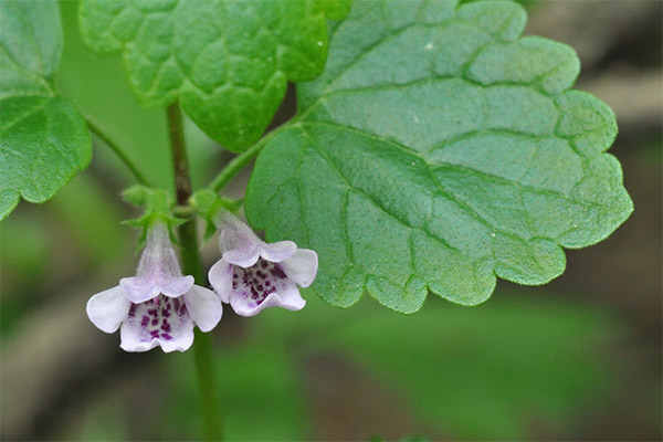 Hortenzijas efejas