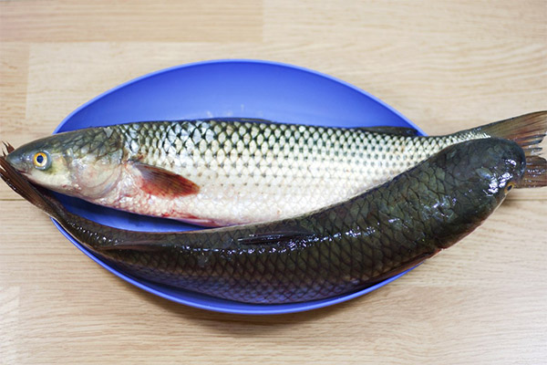 Ce poate fi gătit din mullet